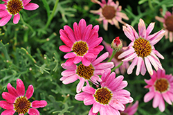 Grandaisy Dark Pink Daisy (Argyranthemum 'Grandaisy Dark Pink') at Echter's Nursery & Garden Center