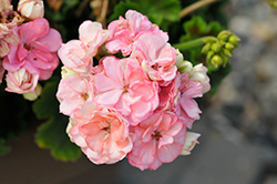 Rosalie Antique Salmon Geranium (Pelargonium 'Rosalie Antique Salmon') at Echter's Nursery & Garden Center