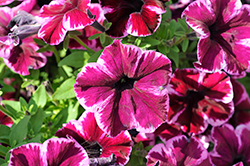 Crazytunia Cosmic Pink Petunia (Petunia 'Crazytunia Cosmic Pink') at Echter's Nursery & Garden Center