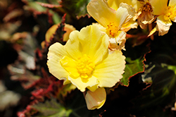 I'Conia Upright Sunshine Begonia (Begonia 'I'Conia Upright Sunshine') at Echter's Nursery & Garden Center