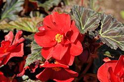 Nonstop Mocca Deep Red Begonia (Begonia 'Nonstop Mocca Deep Red') at Echter's Nursery & Garden Center