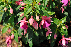 Jollies Nancy Fuchsia (Fuchsia 'Jollies Nancy') at Echter's Nursery & Garden Center