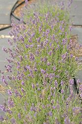 SuperBlue Lavender (Lavandula angustifolia 'SuperBlue') at Echter's Nursery & Garden Center