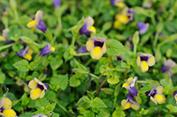 Summer Wave Bouquet Gold Torenia (Torenia 'Summer Wave Bouquet Gold') at Echter's Nursery & Garden Center