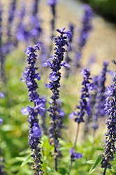 Sallyfun Blue Sky Salvia (Salvia farinacea 'Sallyfun Blue Sky') at Echter's Nursery & Garden Center