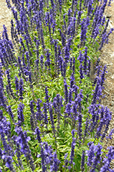 Sallyfun Blue Sky Salvia (Salvia farinacea 'Sallyfun Blue Sky') at Echter's Nursery & Garden Center