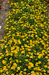 Landscape Bandana Yellow Lantana (Lantana camara 'Landscape Bandana Yellow') at Echter's Nursery & Garden Center