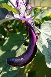 Asian Delight Eggplant (Solanum melongena 'Asian Delight') at Echter's Nursery & Garden Center