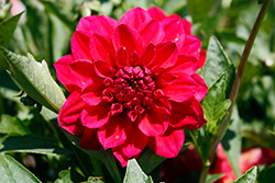 Dalaya Raspberry Dahlia (Dahlia 'Dalaya Raspberry') at Echter's Nursery & Garden Center