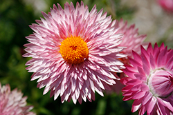 Granvia Pink Strawflower (Bracteantha bracteata 'Granvia Pink') at Echter's Nursery & Garden Center