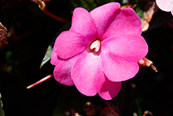 SunPatiens Compact Hot Pink New Guinea Impatiens (Impatiens 'SAKIMP061') at Echter's Nursery & Garden Center