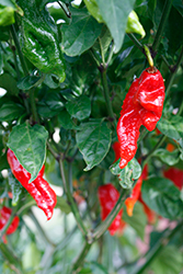 Bhut Jolokia Red Hot Pepper (Capsicum chinense 'Bhut Jolokia Red') at Echter's Nursery & Garden Center