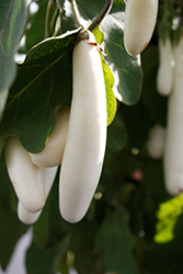 Gretel Eggplant (Solanum melongena 'Gretel') at Echter's Nursery & Garden Center