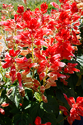 Vista Red And White Salvia (Salvia splendens 'PAS3287') at Echter's Nursery & Garden Center