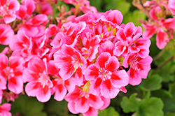 Calliope Medium Rose Mega Splash Geranium (Pelargonium 'Calliope Medium Rose Mega Splash') at Echter's Nursery & Garden Center