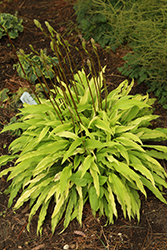 Party Streamers Hosta (Hosta 'Party Streamers') at Echter's Nursery & Garden Center