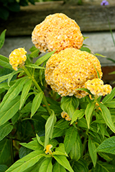 Twisted Yellow Celosia (Celosia cristata 'Twisted Yellow') at Echter's Nursery & Garden Center