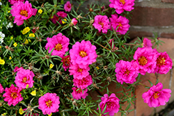 Happy Hour Fuchsia Portulaca (Portulaca grandiflora 'PAS752657') at Echter's Nursery & Garden Center