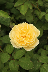 Moonlight Romantica Rose (Rosa 'Meikaquinz') at Echter's Nursery & Garden Center