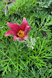 Red Pasqueflower (Pulsatilla vulgaris 'Rubra') at Echter's Nursery & Garden Center