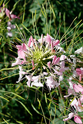 Sparkler 2.0 Blush Spiderflower (Cleome hassleriana 'Sparkler 2.0 Blush') at Echter's Nursery & Garden Center