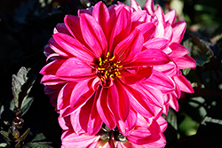 City Lights Neon Dahlia (Dahlia 'KLEDH20215') at Echter's Nursery & Garden Center