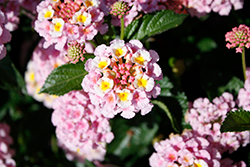 Heartland Blue Moon Lantana (Lantana 'Heartland Blue Moon') at Echter's Nursery & Garden Center