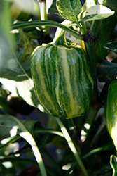 Candy Cane Chocolate Cherry Sweet Pepper (Capsicum annuum 'Candy Cane Chocolate Cherry') at Echter's Nursery & Garden Center