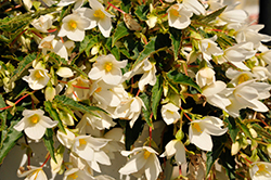 Beauvilia White Begonia (Begonia boliviensis 'Beauvilia White') at Echter's Nursery & Garden Center
