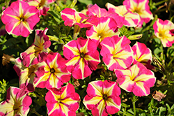 Crazytunia Pink Flamingo Petunia (Petunia 'Wespecrapifla') at Echter's Nursery & Garden Center