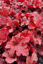 Forever Red Coral Bells (Heuchera 'Forever Red') at Echter's Nursery & Garden Center