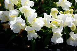 Snapshot White Snapdragon (Antirrhinum majus 'PAS409664') at Echter's Nursery & Garden Center