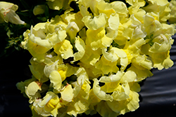 Snapshot Yellow Snapdragon (Antirrhinum majus 'PAS409666') at Echter's Nursery & Garden Center