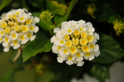 Bandolista Coconut (Lantana camara 'Bandolista Coconut') at Echter's Nursery & Garden Center