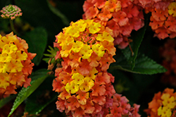 Bandolista Mango (Lantana camara 'Bandolista Mango') at Echter's Nursery & Garden Center