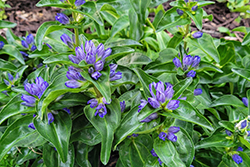 Blue Cross Gentian (Gentiana cruciata 'Blue Cross') at Echter's Nursery & Garden Center
