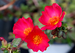 Mega Pazzaz Dark Pink Portulaca (Portulaca oleracea 'Mega Pazzaz Dark Pink') at Echter's Nursery & Garden Center