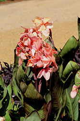 Cannova Bronze Peach Canna (Canna 'Cannova Bronze Peach') at Echter's Nursery & Garden Center