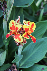 Cannova Red Golden Flame Canna (Canna 'Cannova Red Golden Flame') at Echter's Nursery & Garden Center