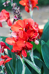 Cannova Scarlet Canna (Canna 'Cannova Scarlet') at Echter's Nursery & Garden Center