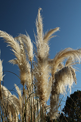 Pampas Grass (Cortaderia selloana) at Echter's Nursery & Garden Center