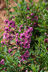 Guardian Angel Berry Sparkler Angelonia (Angelonia angustifolia 'Balguaraberk') at Echter's Nursery & Garden Center