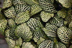 Mosaic Plant (Fittonia albivenis) at Echter's Nursery & Garden Center