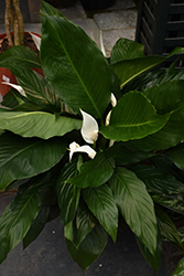 Peace Lily (Spathiphyllum wallisii) at Echter's Nursery & Garden Center
