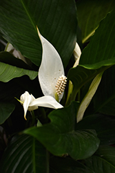 Peace Lily (Spathiphyllum wallisii) at Echter's Nursery & Garden Center