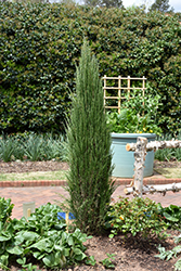 Blue Arrow Juniper (Juniperus scopulorum 'Blue Arrow') at Echter's Nursery & Garden Center