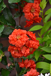 Double Take Orange Flowering Quince (Chaenomeles speciosa 'Orange Storm') at Echter's Nursery & Garden Center