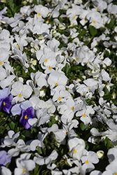 Sorbet White Pansy (Viola 'Sorbet White') at Echter's Nursery & Garden Center