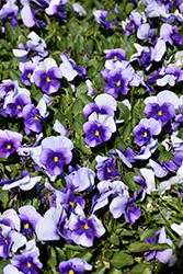 Sorbet Violet Beacon Pansy (Viola 'Sorbet Violet Beacon') at Echter's Nursery & Garden Center