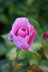 Violet's Pride Rose (Rosa 'WEKwibysicpep') at Echter's Nursery & Garden Center